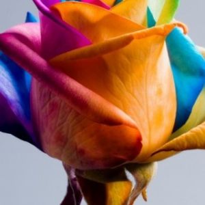 Rosa Arco-Íris Colorida