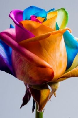 Rosa Arco-Íris Colorida