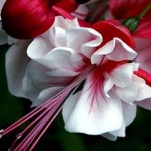 Lindas Flores Vermelhas e Brancas