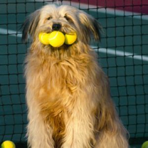 Cachorro fofo com bolas de tênis