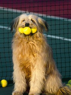Cachorro fofo com bolas de tênis