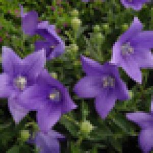 Campânulas Roxas em Flor