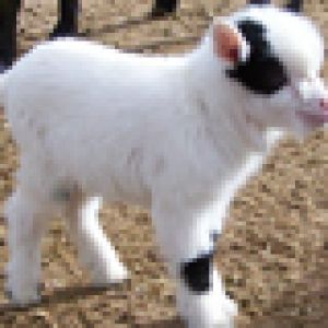 Cabrito Fofo