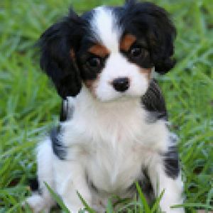 Cachorrinho Fofo na Grama
