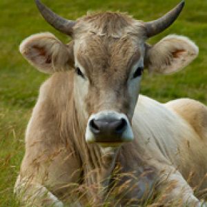Vaca Relaxada em Campo Verde