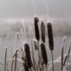 Juncos congelados na névoa