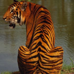 Tigre Majestoso à Beira da Água