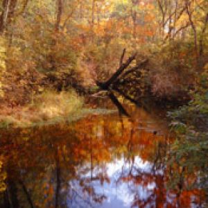 Reflexão da Floresta de Outono
