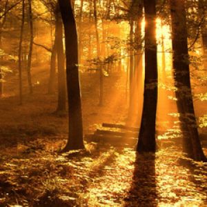 Floresta Dourada com Luz Solar