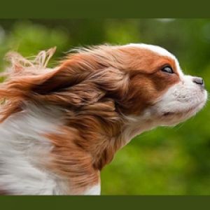 Cachorro Brincalhão em Movimento