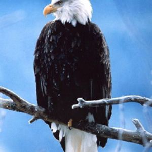 Águia Careca em um Galho
