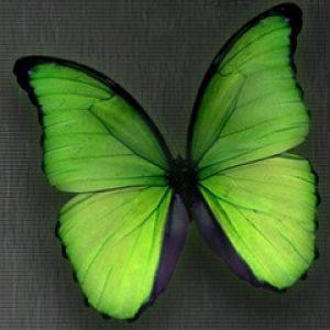 Borboleta Verde Vibrante