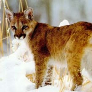 Puma Majestoso na Neve
