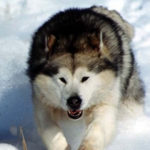 Malamute do Alasca Correndo na Neve
