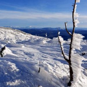 Paisagem congelada com árvore de gelo