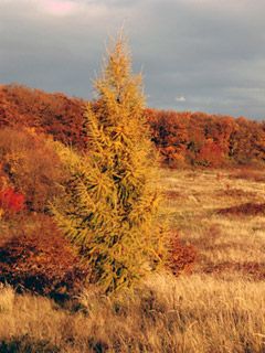 Paisagem de Outono com Árvore de Larch