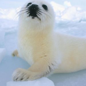 Foca fofa no gelo