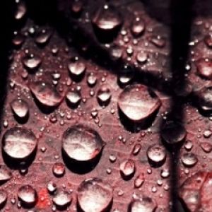 Gotas de água em uma folha