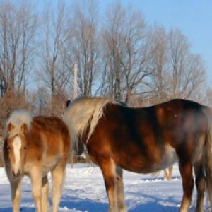 Cavalos majestosos na neve