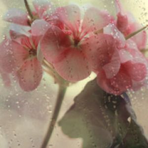 Flores Rosas com Gotas de Chuva