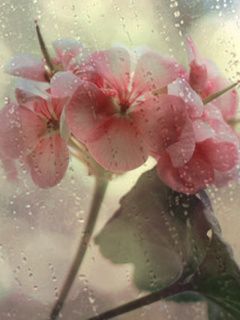 Flores Rosas com Gotas de Chuva