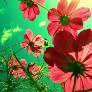 Flores Rosa Vibrantes