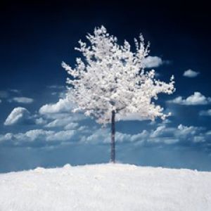 Paisagem Nevada com Árvore