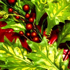 Folhas e Frutos de Azevinho Natalino