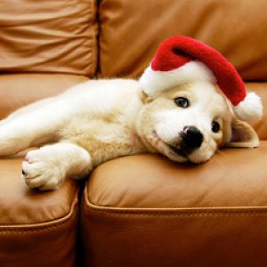 Filhote Fofo com Chapéu de Natal