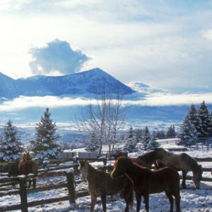 Cavalos em paisagem de inverno
