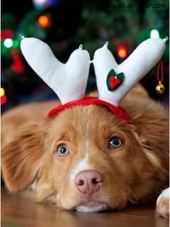 Cachorro fofo com chifres de Natal