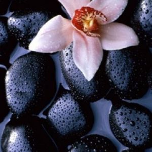 Orquídea em Pedras Negras