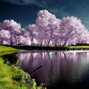 Reflexo Sereno de Cerejeiras Rosas