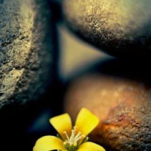 Flor Amarela Entre Pedras