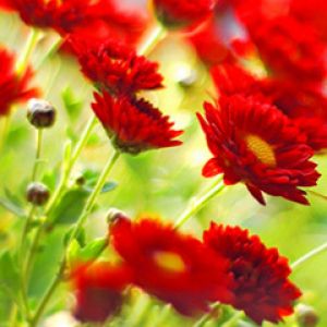Flores Vermelhas Vibrantes