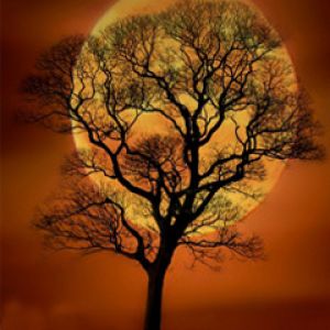 Silhueta Árvore Contra Lua Cheia
