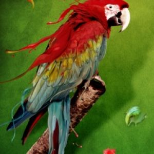 Arara Colorida