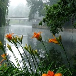 Rio Nebuloso com Flores