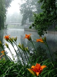 Rio Nebuloso com Flores