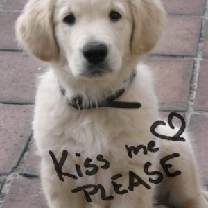 Filhote de Golden Retriever Fofo