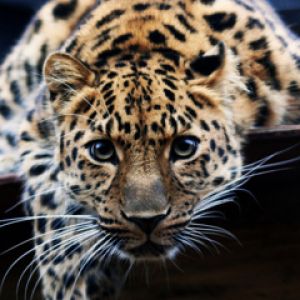 Close-up de Leopardo