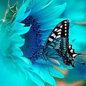 Borboleta Azul em Girassol