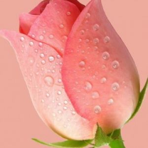 Linda Rosa Rosa com Orvalho