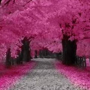 Caminho de Cerejeiras Rosas