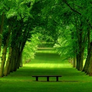 Caminho Verde na Floresta