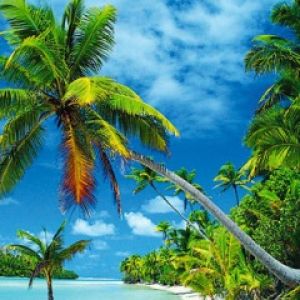 Paraíso Tropical
