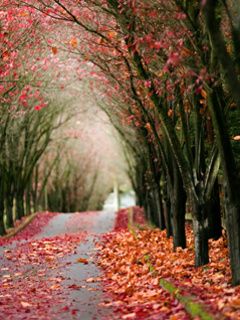 Caminho de Outono com Folhas Coloridas