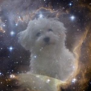 Cachorro Fofo no Espaço
