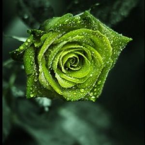 Rosa Verde com Gotas de Orvalho