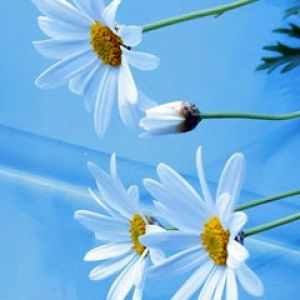 Margaridas Brancas em Fundo Azul